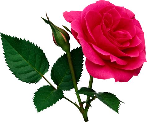 Illustration de rose